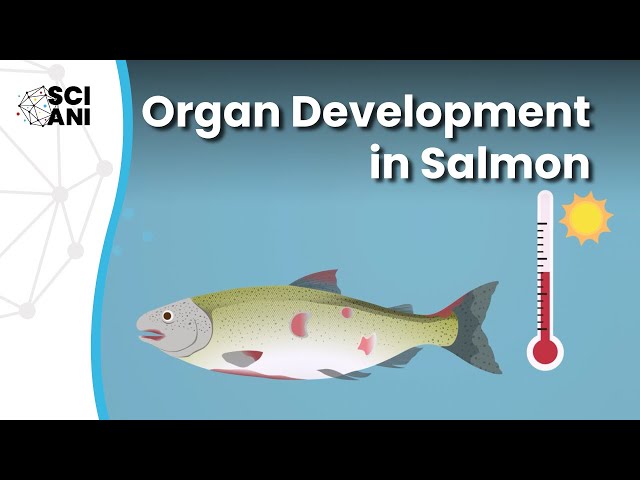Do conditions during early organ development impact adult salmon?
