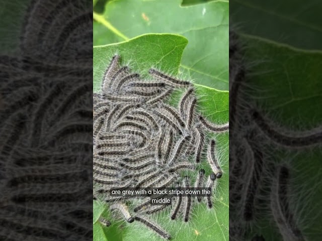 Identifying and reporting oak processionary moth