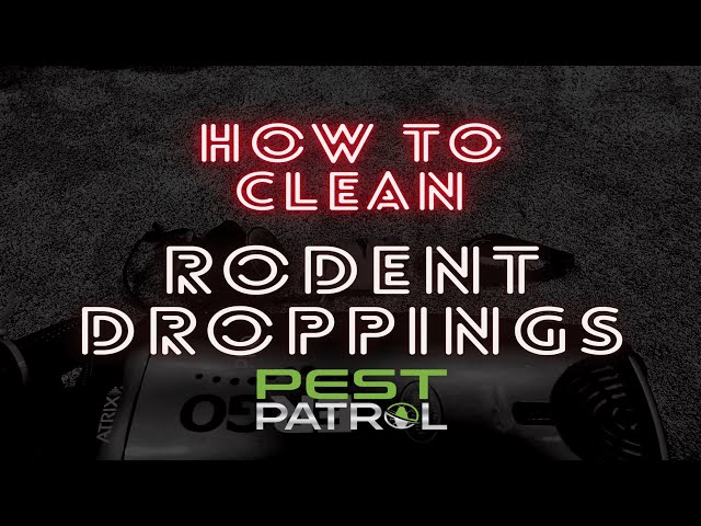 How to remove rodent droppings from crawlspace