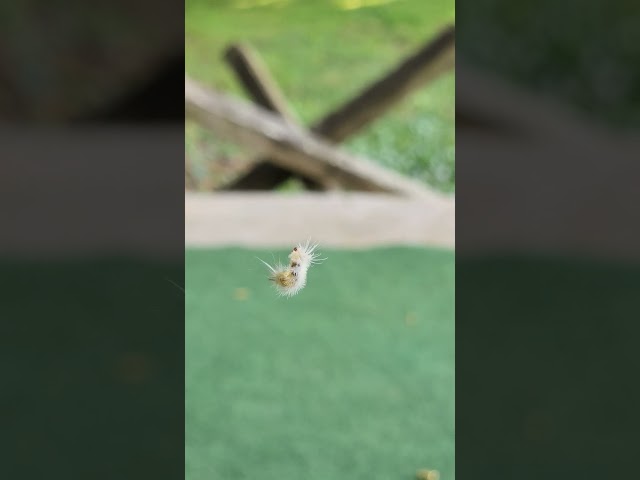 Little nature for ya
