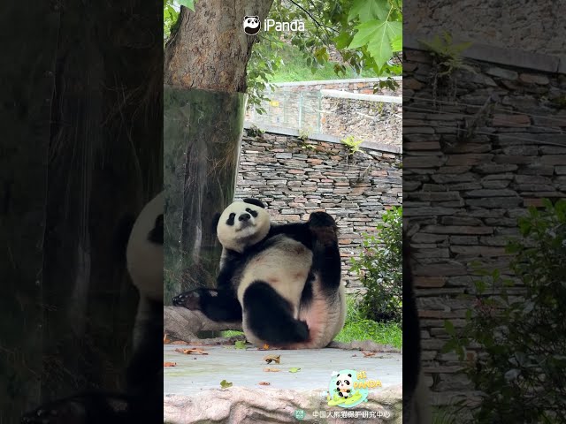 Panda Shows Off Great Physique | iPanda #shorts