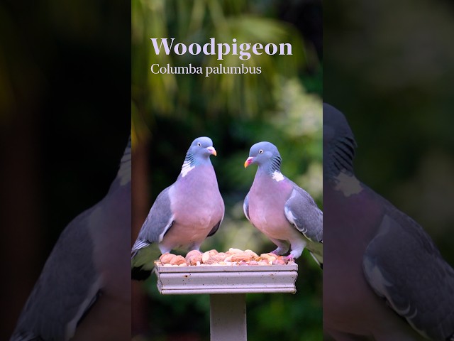 Feeding Garden Birds and Squirrels at our Bird Table