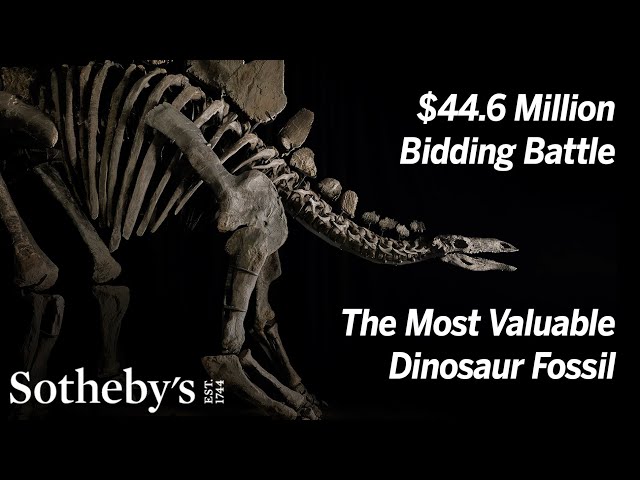 Historic Bidding Battle for Stegosaurus Fossil Sets New Auction Record at $44.6 Million | Sotheby’s