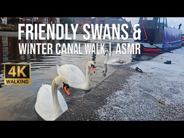 Winter Canal Walk & Friendly Swans 🦢 England | 4K 60fps | No Talking