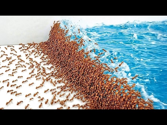 1,000 Hormigas vs. Desastres Naturales
