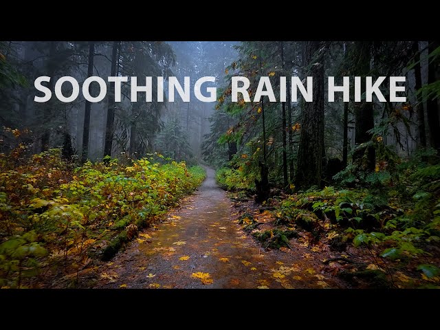 Soothing Rain Walk in a Lush Forest: Misty Forest Ambience for Sleep & Meditation, North Vancouver