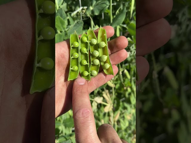 Pick Perfect Peas