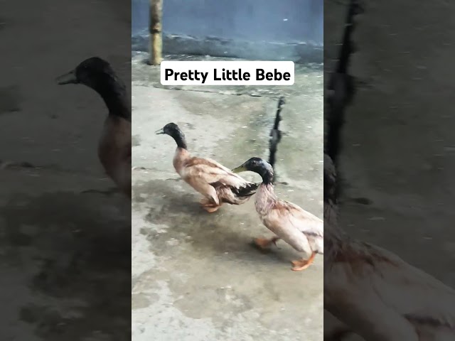 Pretty little Bebe! #cutenessoverload
