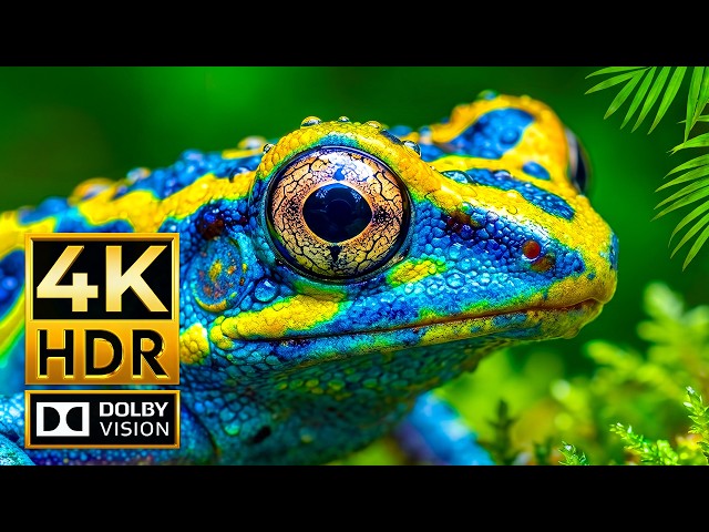 Extreme 4K HDR Display Test | Animals in 120FPS | OLED Showcase for 4K & 8K TV