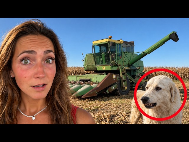 Will This Stray Dog Change The Farm FOREVER?