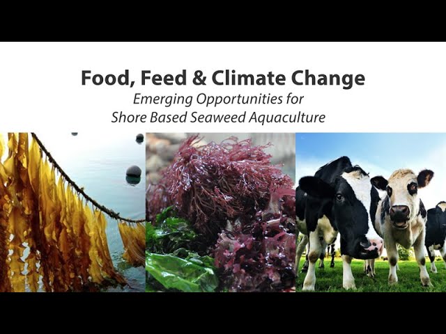 Food, Feed, and Climate Change – Emerging Opportunities for Shore Based Seaweed Aquaculture