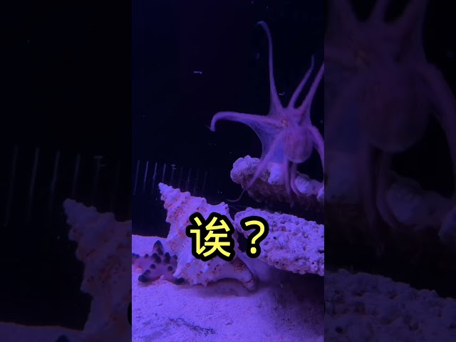 Total disaster! Everyone's so clumsy! But I definitely have better eyes than an octopus! #Animals...