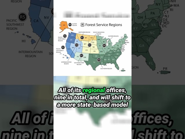 What is REALLY Going on at the Forest Service!?! #economics #politicalnews #lumber