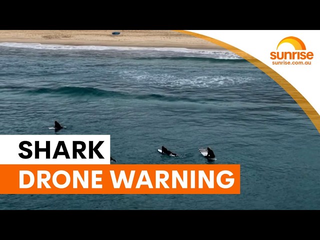 Shark expert warns drone program needs improvement | Sunrise