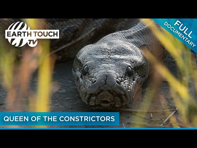 Africa's Super Snake: Inside the life of the southern African python | Full Documentary