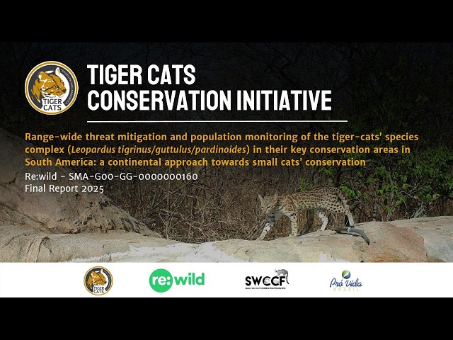 No Tiger Cat Left Behind