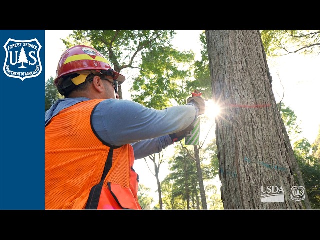 R&D: Keeping Forests Working