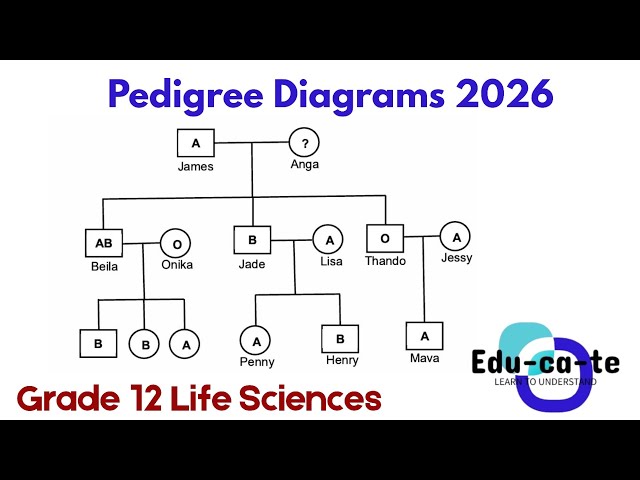 Pedigree Diagrams (Final Review) - Grade 12 Life Sciences