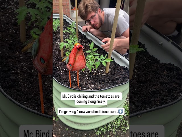 The 4 Tomatoes I’m Growing In 2026!!