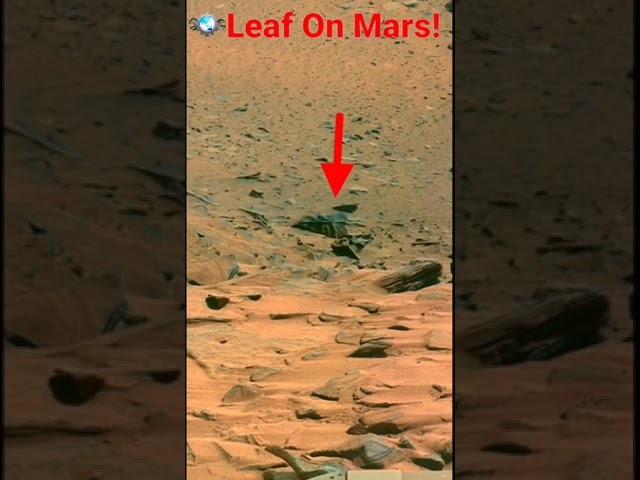 On the Mars Surface NASA'S Rover Spotted a Leaf 🌿 Shape object #Shorts #mars images #MarsNewsUpdate