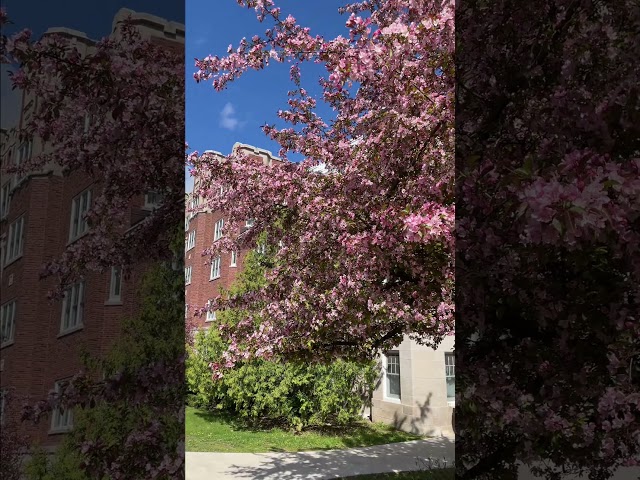 Spring at Carleton College!