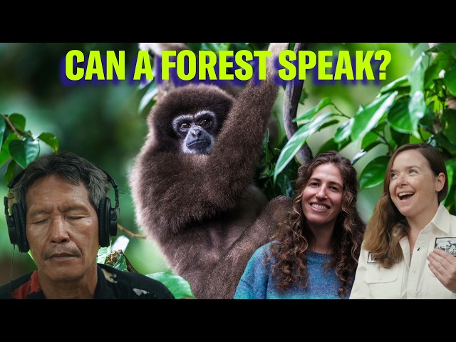 Can you hear a forest disappear? | Science Quickly Podcast