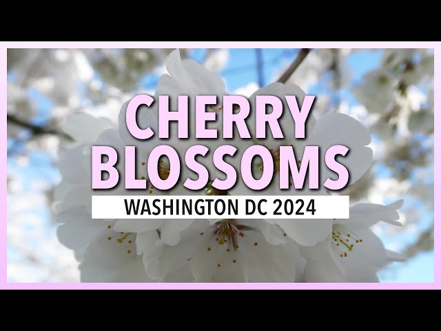 Cherry Blossoms 2024 - Washington DC | 4K Beautiful Nature