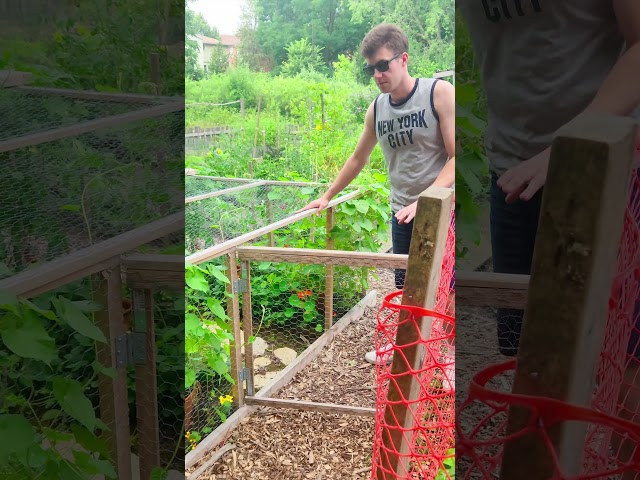 Hobbit Garden Cage? 🐿️