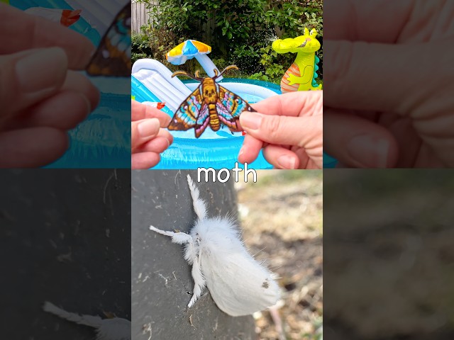 Learn at the Croc Pool | Bug Insect Names for Kids: Scarab Beetle Moth Ant Mosquito Cockroach