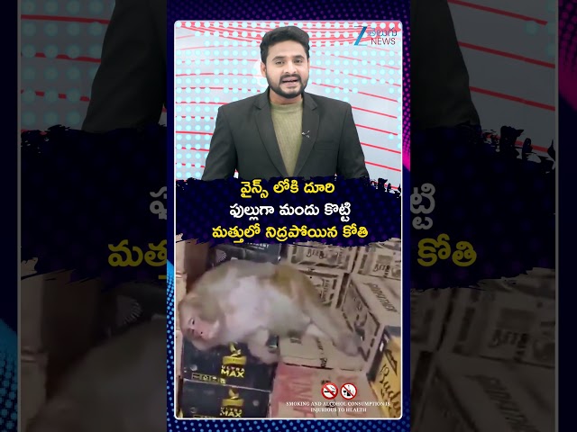 Monkey Drinks In Wine Shop | వైన్స్ లోకి దూరి ఫుల్లుగా మందు కొట్టి మత్తులో నిద్రపోయిన కోతి | ZEE
