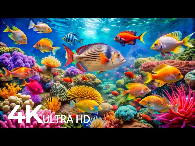 The Best 4K Aquarium - Explore the Underwater World and Beautiful Coral Reef Fish for Deep Sleep #29