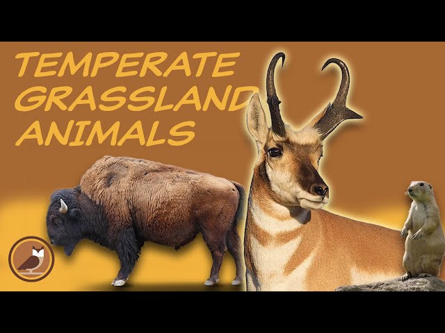 Animals of the Temperate Grassland Biome 🦊 Red Fox, Prairie Dog, Bison, Hares