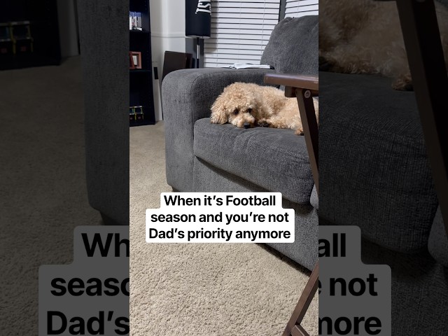 I’m sorry Kodi 😭 #shorts #football #nfl #dog #puppy