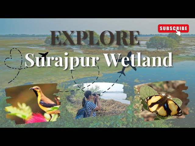 SURAJPUR WETLAND| UP Ecotourism | Field Visit by Environment students | vlog| USEM GGSIPU |Sanctuary