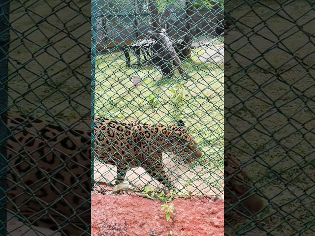 Hungry Jaguar in the enclosure! 🐆 Raw Power #Shorts