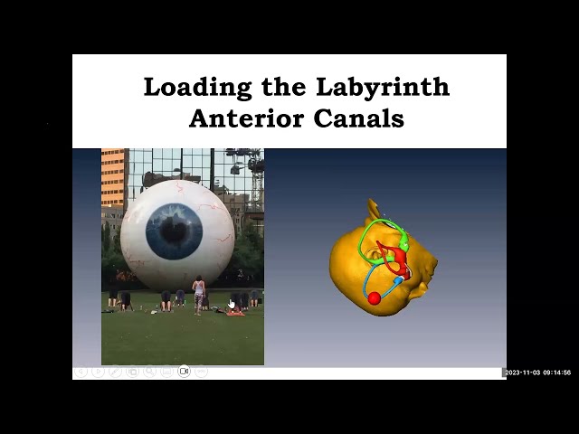 How does the labyrinth get loaded in BPPV?