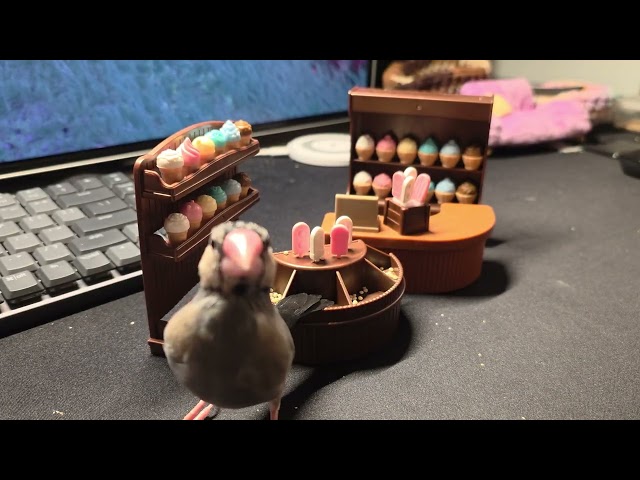 Java finches raiding the store (Day 100)
