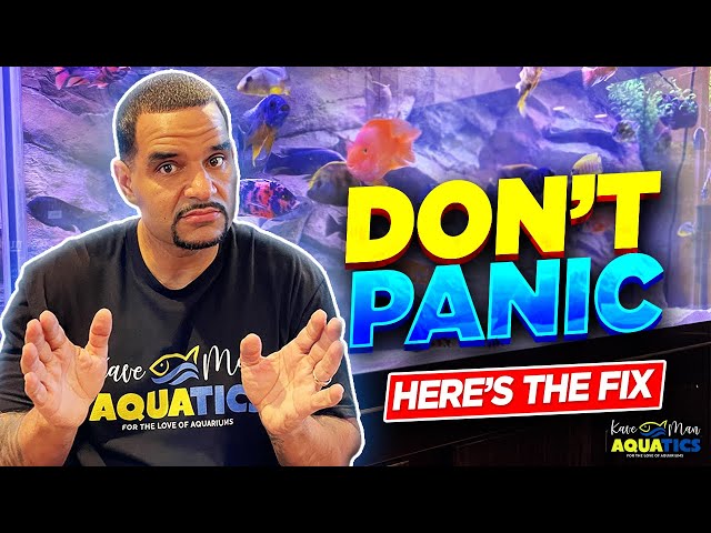 Bacterial Bloom And Cloudy Water - The What, Why and How to Fix it (SIMPLE)