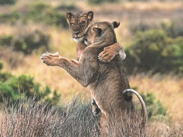 Funny Dancing Animals Compilation 2