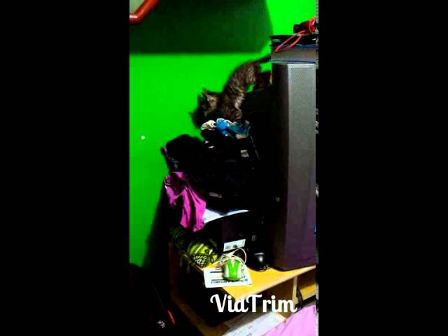 CAT FAIL
