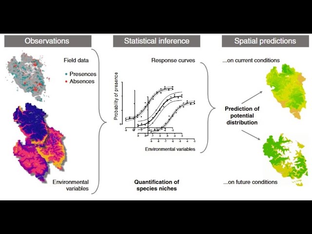 Species Distribution Models: Ecological Explanation