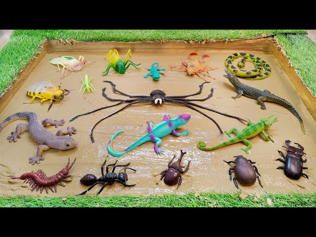 Learn Bugs, Insects and Reptiles Fun Facts and Names in English for Toddlers