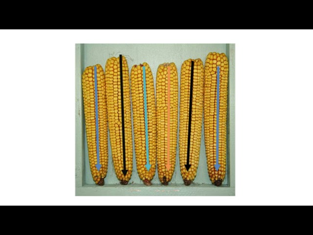 Agrihost: Yield Estimation