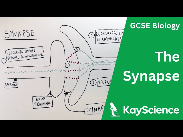 GCSE Biology – Synapses in Neurones