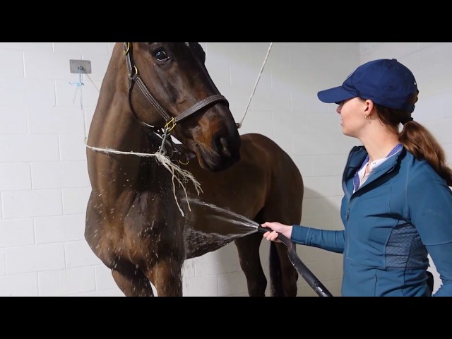How to Bathe Your Horse for a Show