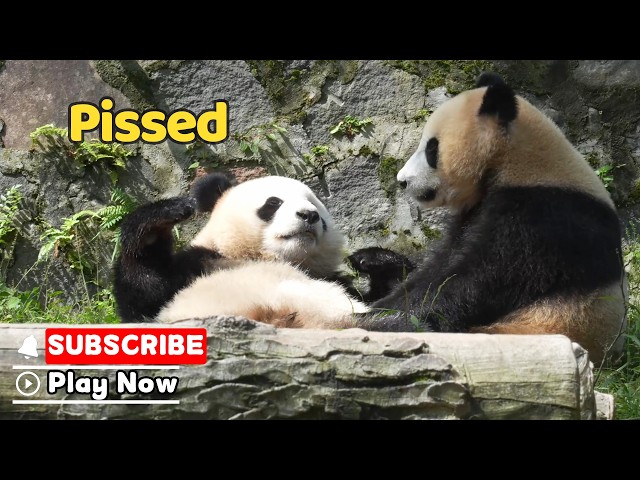 The Most Offended Panda Face Imaginable | iPanda