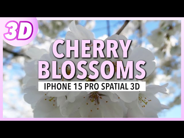 Cherry Blossoms 3D SBS | iPhone 15 Pro Spatial Video