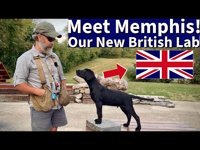 Meet Memphis: My New British Labrador Retriever!