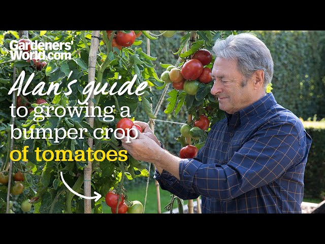 Caring for tomatoes