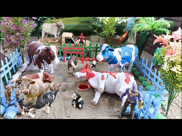 WADIDAU‼️PROSES POTONG SAPI KURBAN
